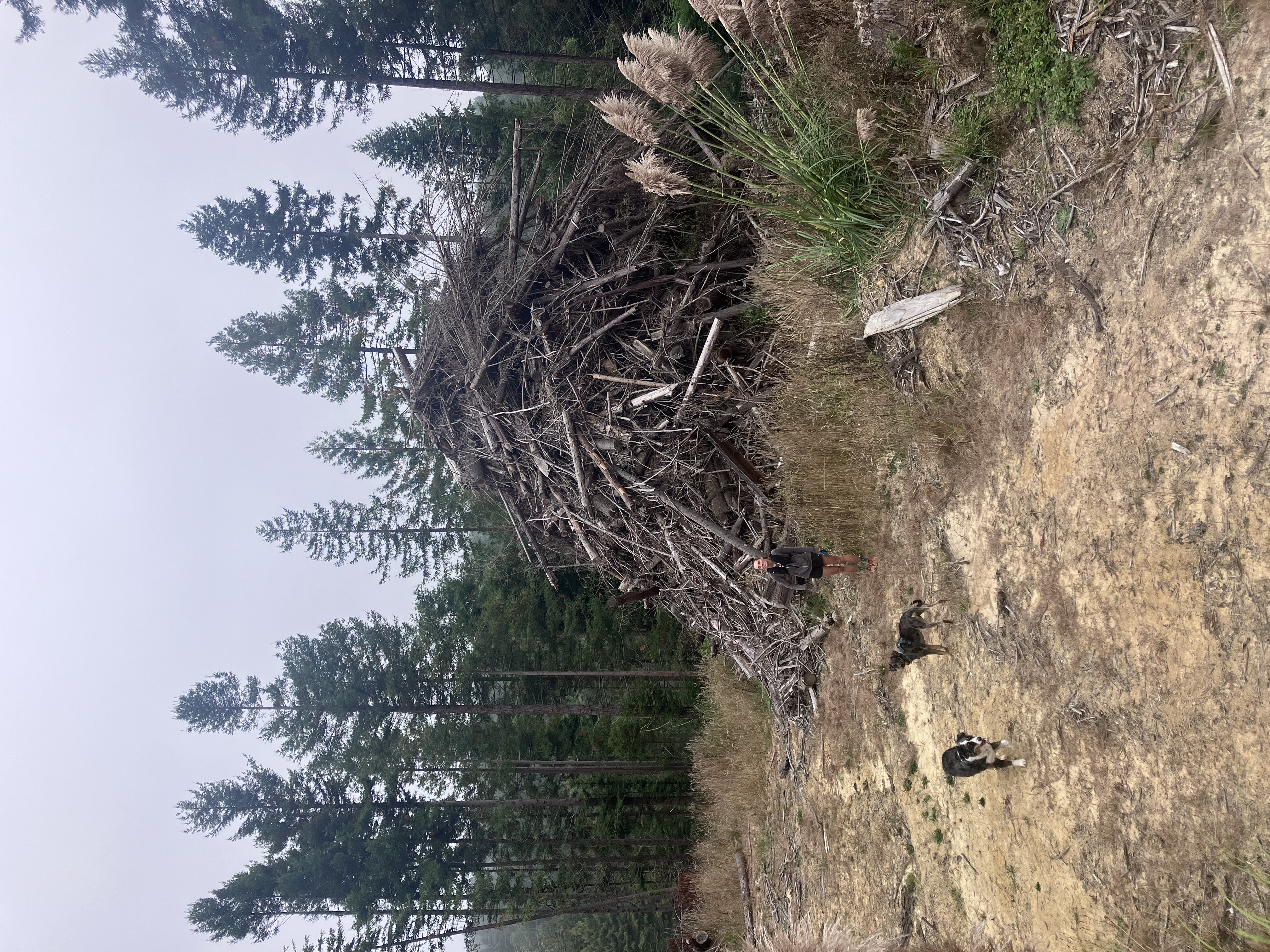 Climate-smart wood construction supporting California's forest economy